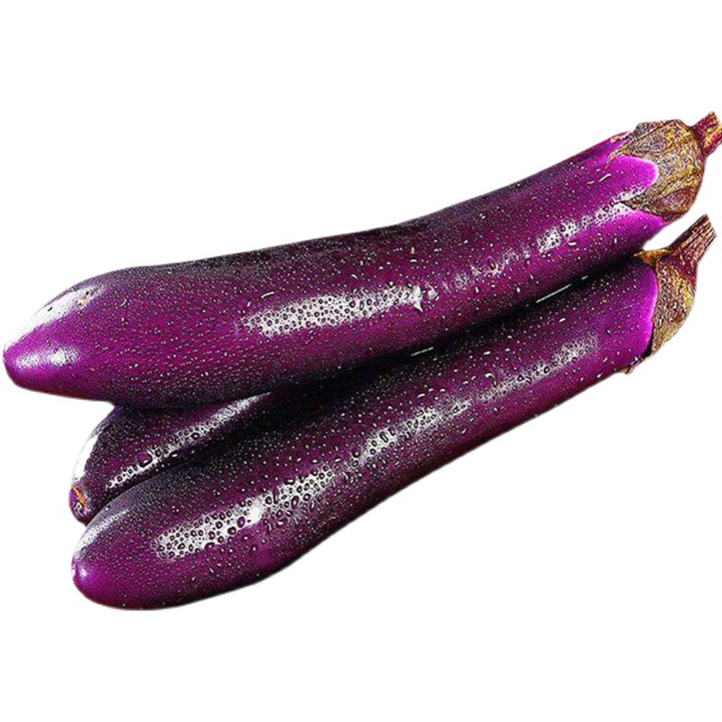 杭茄一号茄子苗秧苗苗秧青大全特大高产辣椒家庭园艺种子