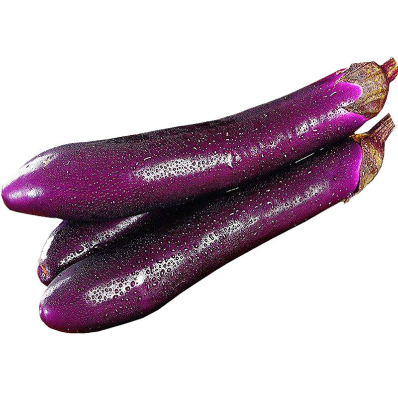 紫红长茄种子茄子种籽一代杂交抗病家庭园艺种子