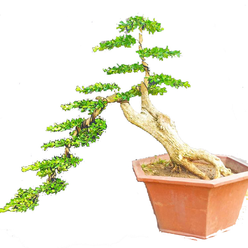 黄杨盆景瓜子造型奇异避邪镇绿植盆栽黄杨木杨木大型绿植