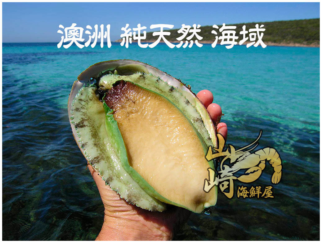 澳大利亚进口生冻带壳绿边青边鲍鱼 500g左右每个中餐西餐食材