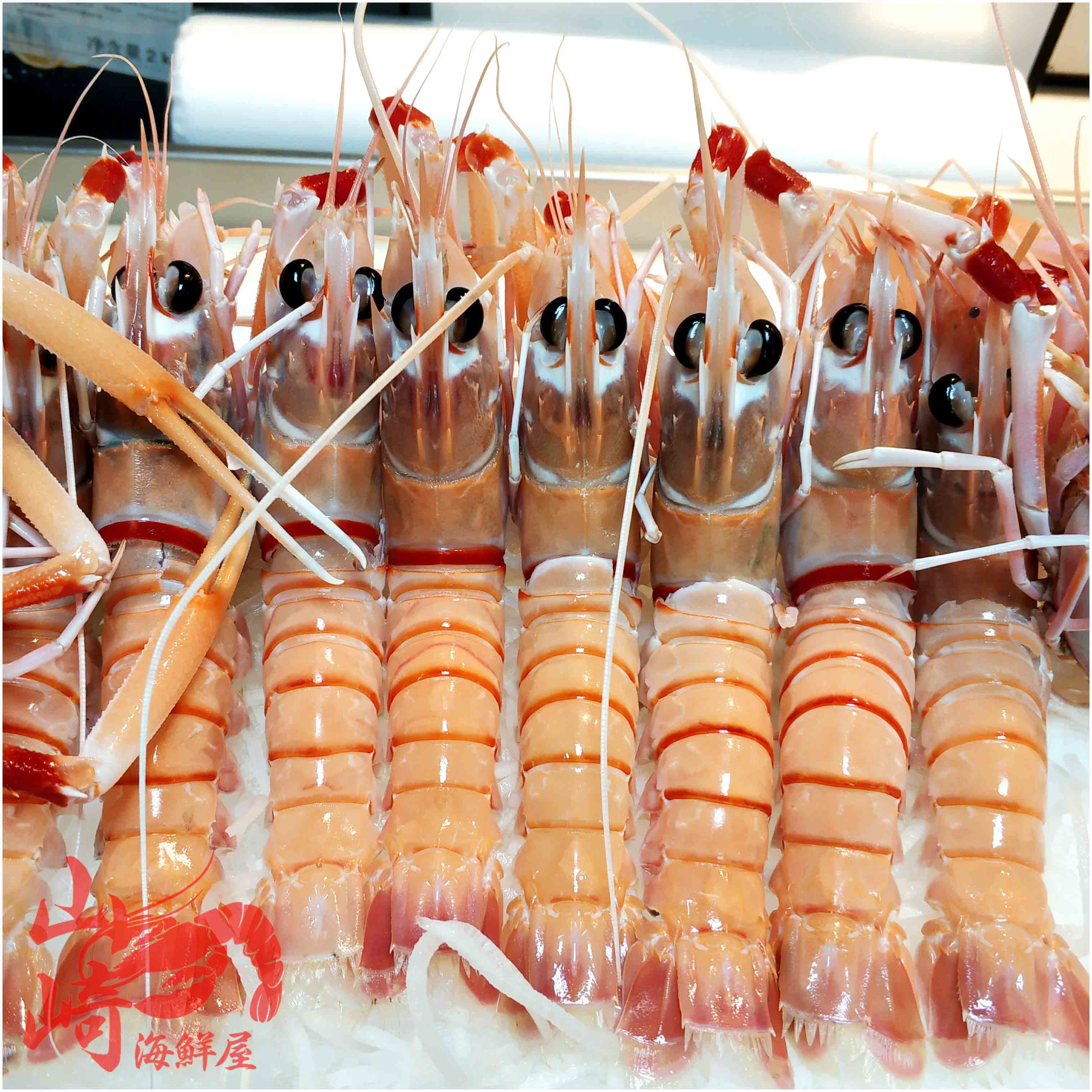 scampi鳌虾小龙虾1kg新西兰进口斯干比南极野生刺身即食日料甜虾