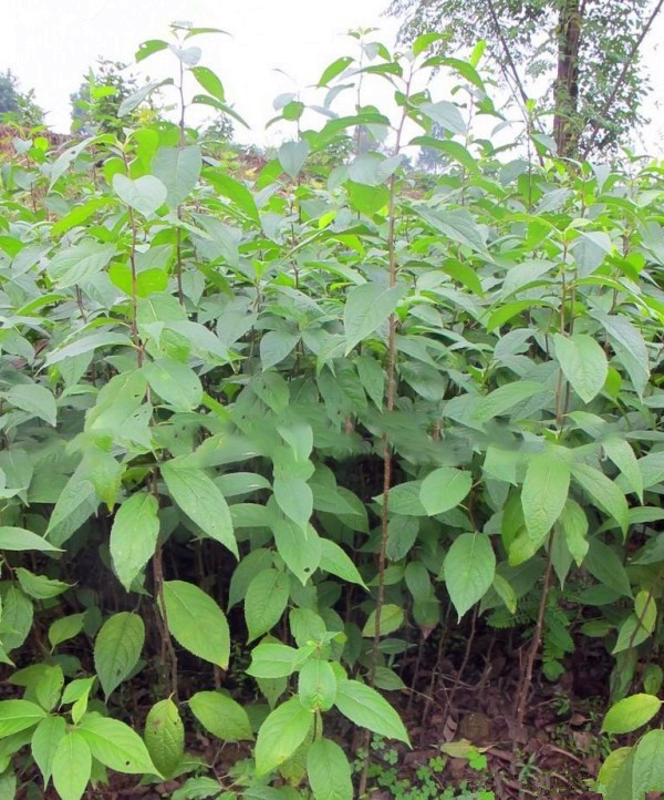 种子新采一级杜仲丝棉棉树树皮胶树中药材树种家庭园艺种子