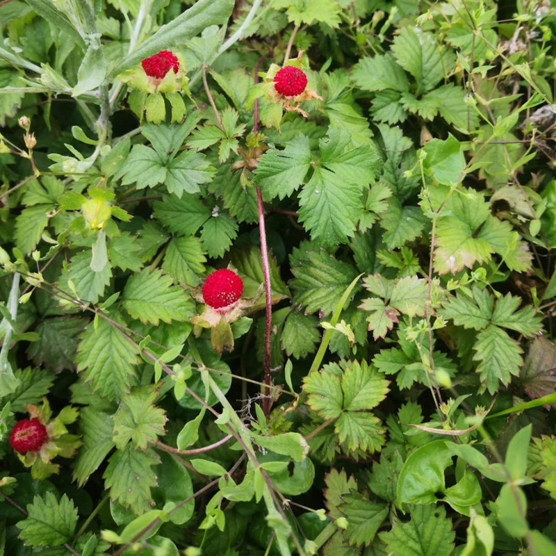蛇莓新鲜潮汕和尚头坡草龙吐珠三叶三爪正宗其他药食同源食品