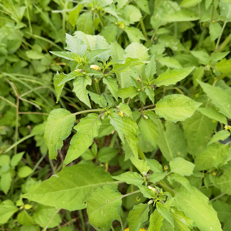 灯笼新鲜潮汕打卜天然农家打额泡天泡果草地其他药食同源食品