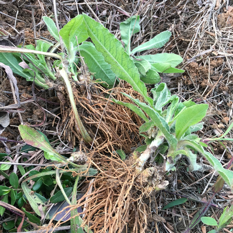 地胆新鲜现采红花苦胆煲汤坐地娘地胆头500g其他药食同源食品