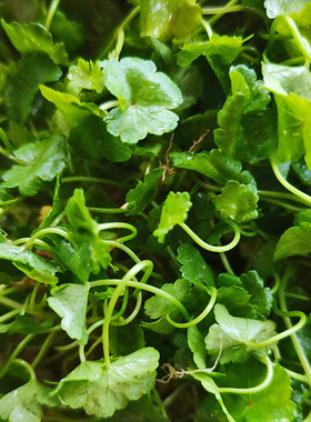 铺地香草药图片图片