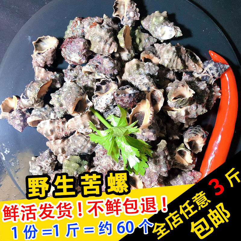 丰渔野生鲜活苦螺500g福建省当天现捞新鲜荔枝贝类制品