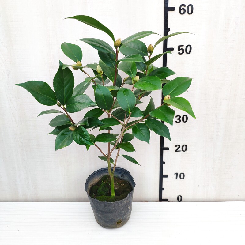 墨川茶花盆栽名贵树苗超墨双系列黑色黑红红色时令草本花卉
