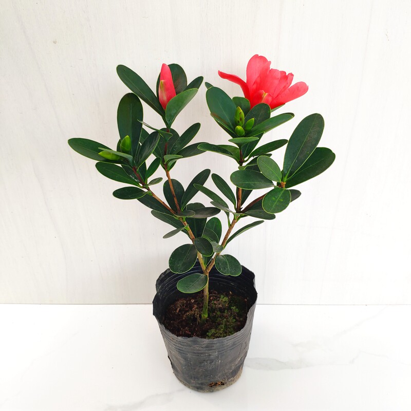 四季杜鹃红山山茶花花苞开花不断室内盆栽花卉花卉