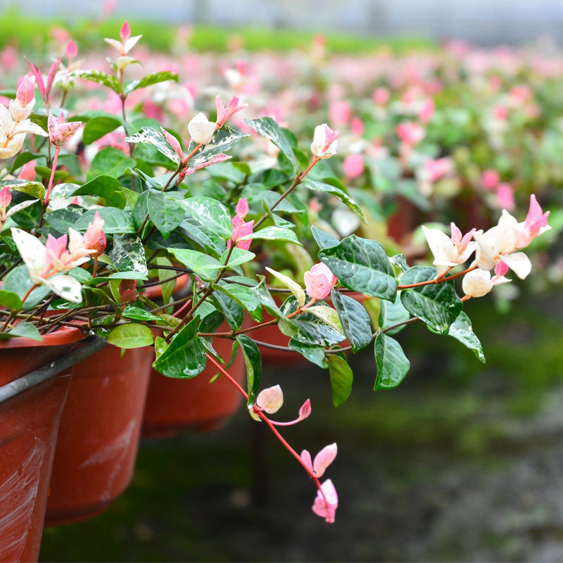 植物花叶络石盆栽五彩藤蔓爬藤耐热耐寒耐旱花卉