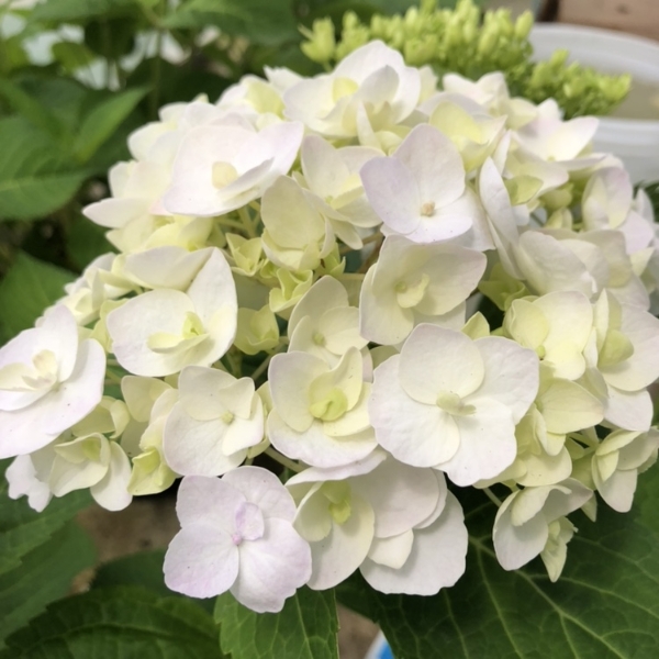 无尽夏新娘盆栽白色绣球阳台庭院植物四季开花卉八仙花带花耐寒