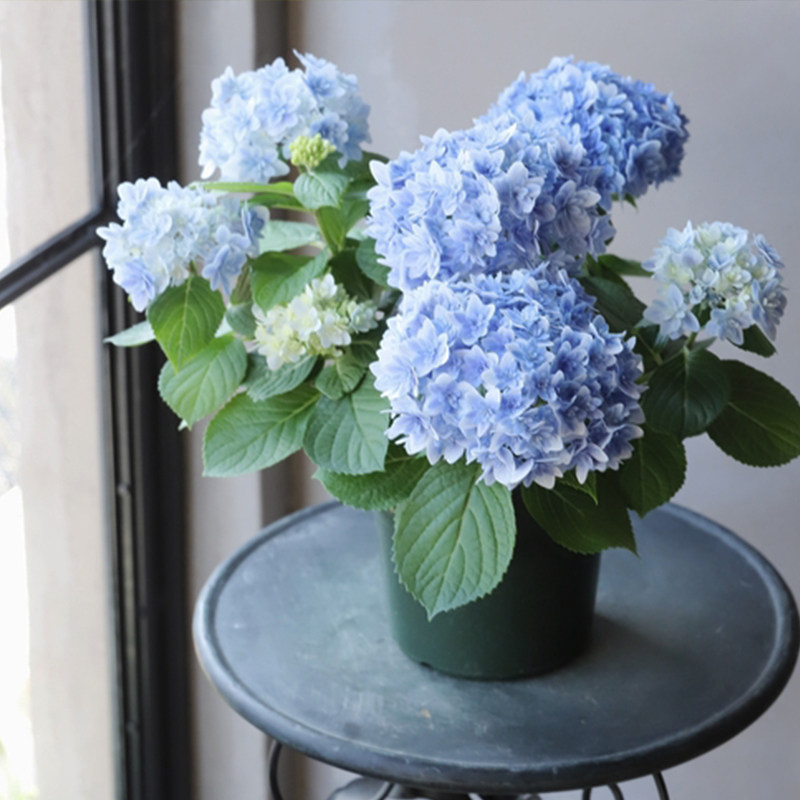 辉夜姬大花绣球花苗花卉盆栽园艺植物阳台庭院春季美观容易木本