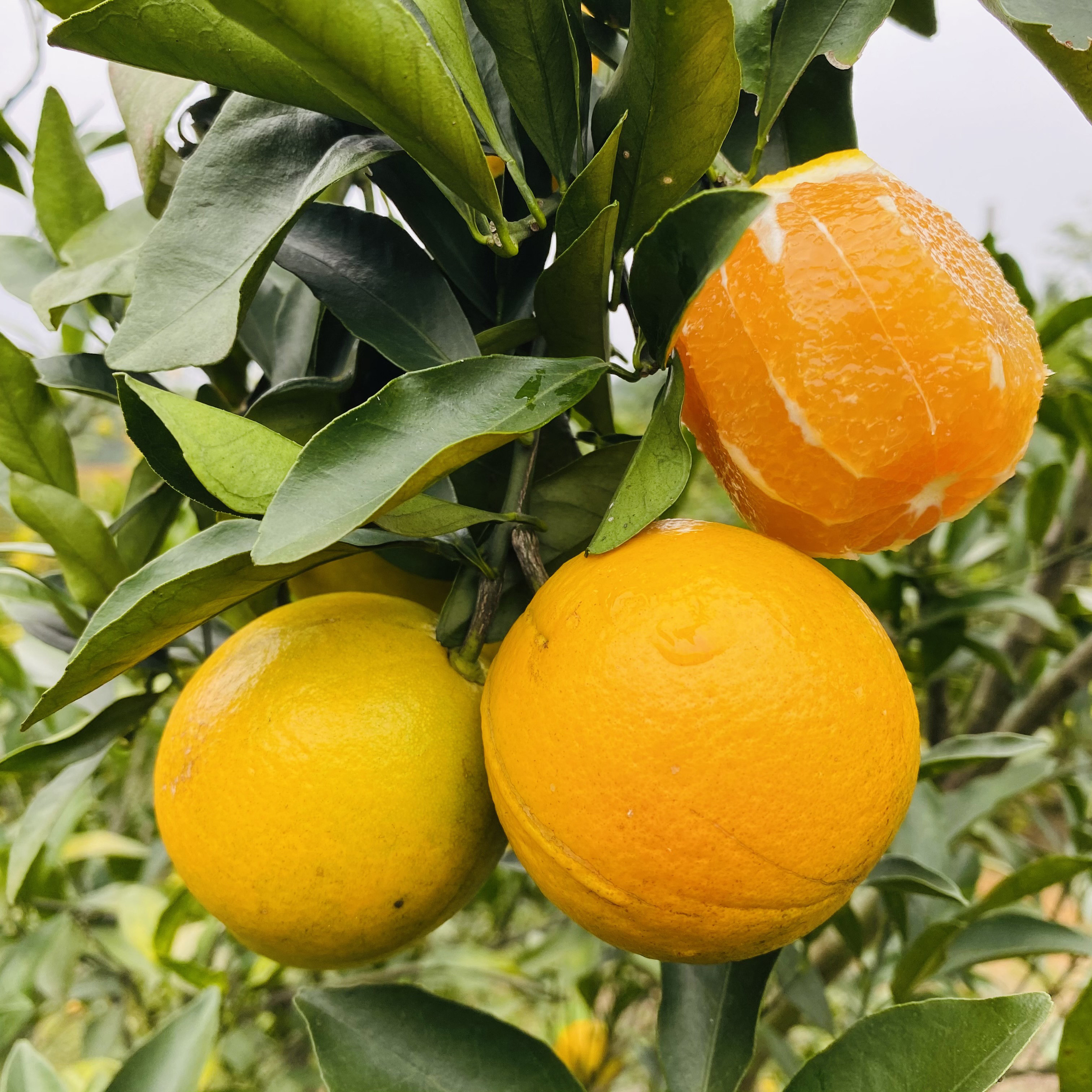 广西龙州红江廉江红橙橙子酸甜适中橙