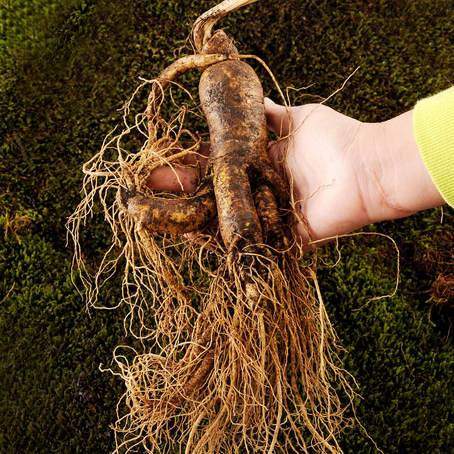 鲜人参新鲜长白山人参特大500g大个带土人椮人参煲汤泡酒专用