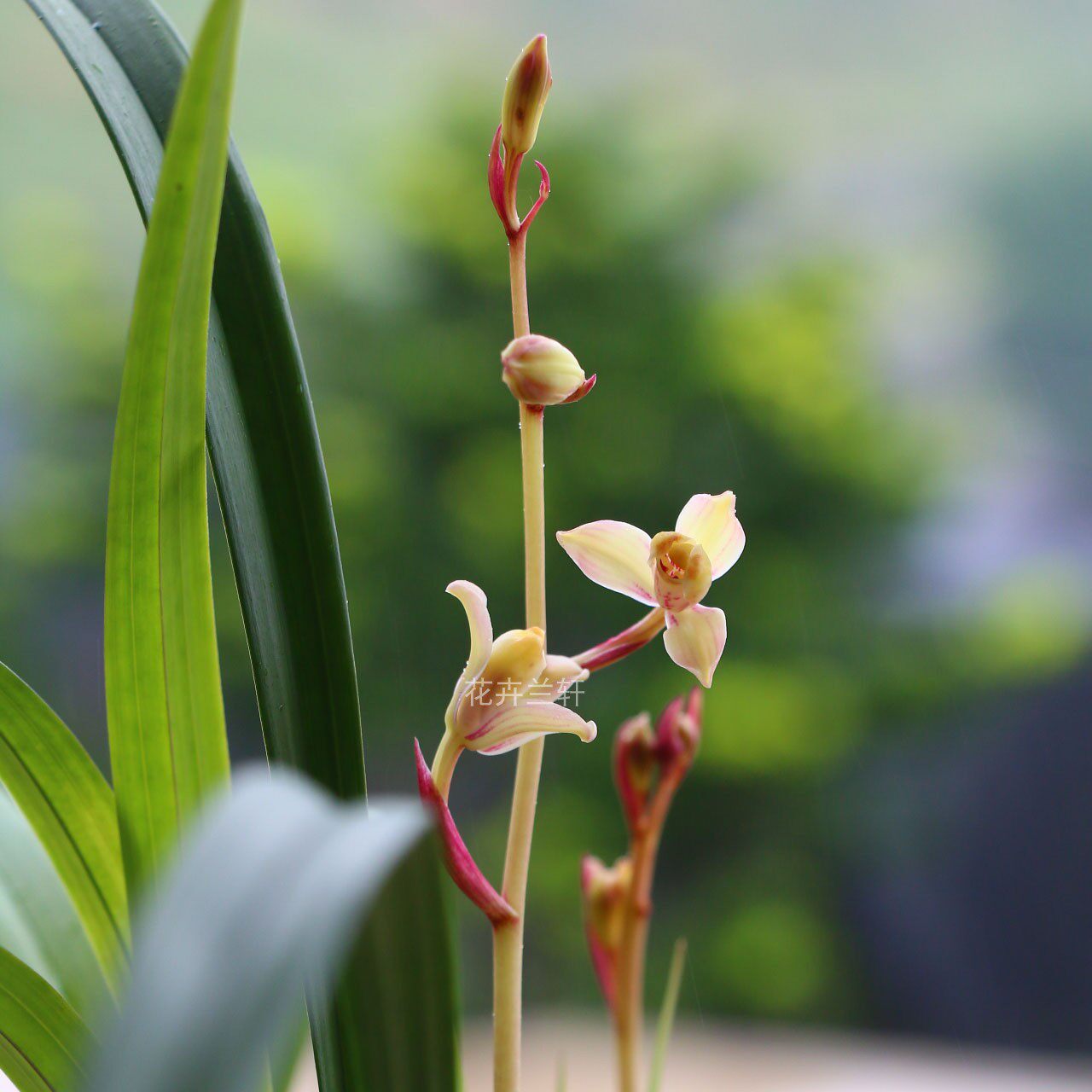 建兰四季市长红梅夏带花苞出售好养花卉盆栽时令草本花卉