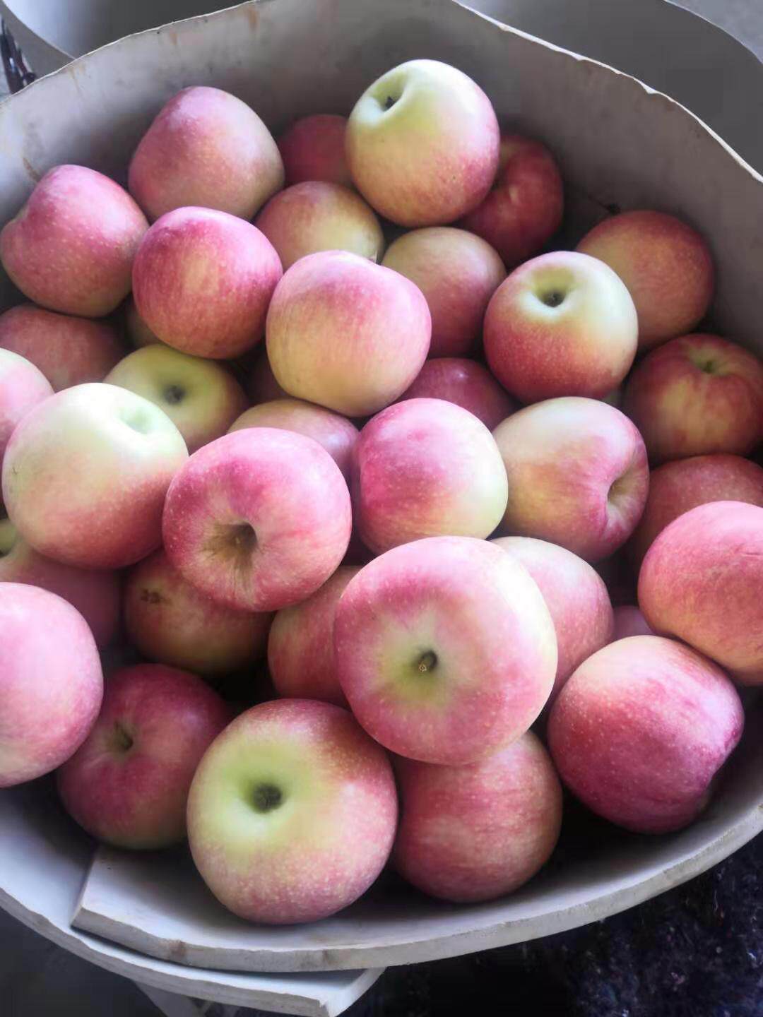 栖霞乔纳金酸甜口新鲜粉面香甜可刮泥的营养苹果幼儿辅食一箱5斤