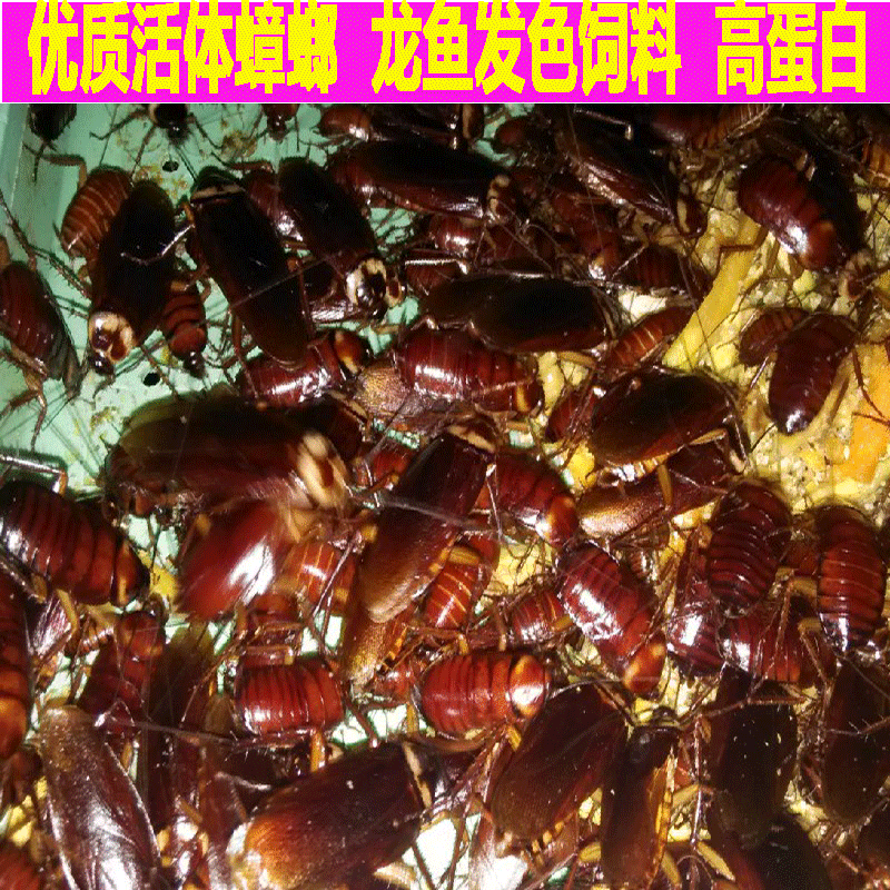 蟑螂中药材偷油龙鱼爬行宠物食物饲料钓鱼食用畜牧