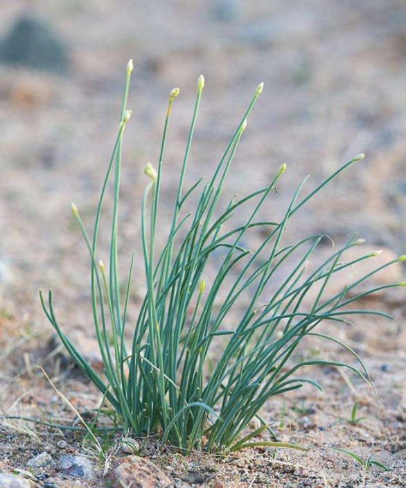 西北内蒙古沙漠保鲜新鲜袋装野生沙葱5袋包邮一袋300克餐馆凉拌专