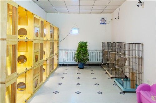 北京猫咪寄养宠物公寓宠物寄养宠物托宝设施齐全24小时监控