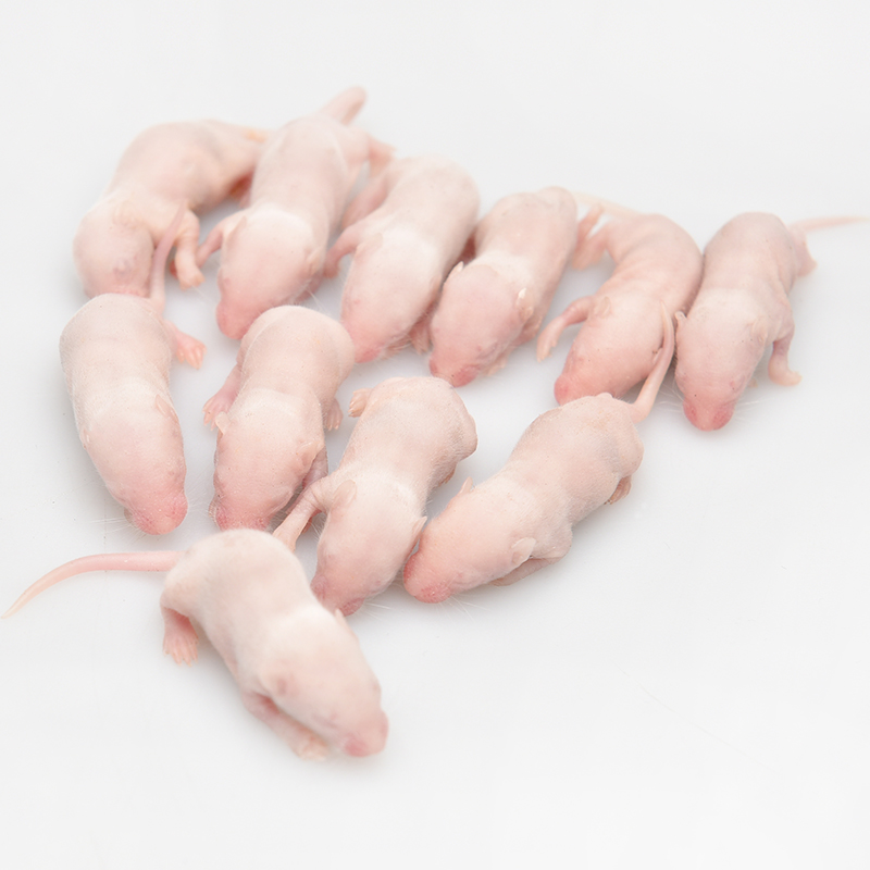 红皮乳鼠冻鼠天然猫粮八哥蜥蜴食守宫角饲料爬虫