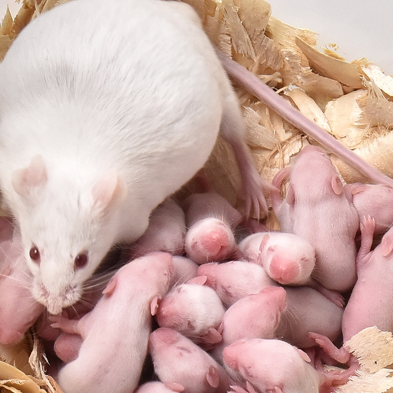 活体km小白鼠实验大白鼠花枝繁殖组活老鼠红皮爬虫