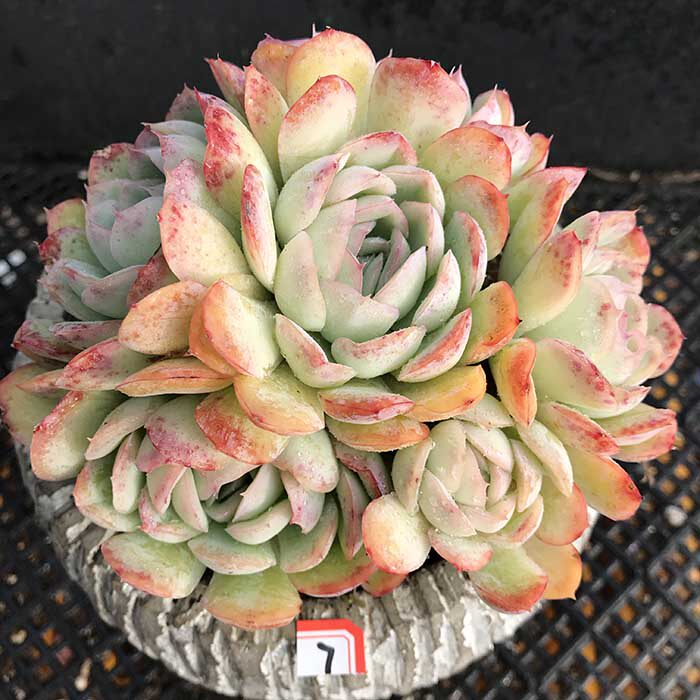 莎莎女王厚叶水莲果冻色群生多头老桩多肉植物一物一拍满百包邮