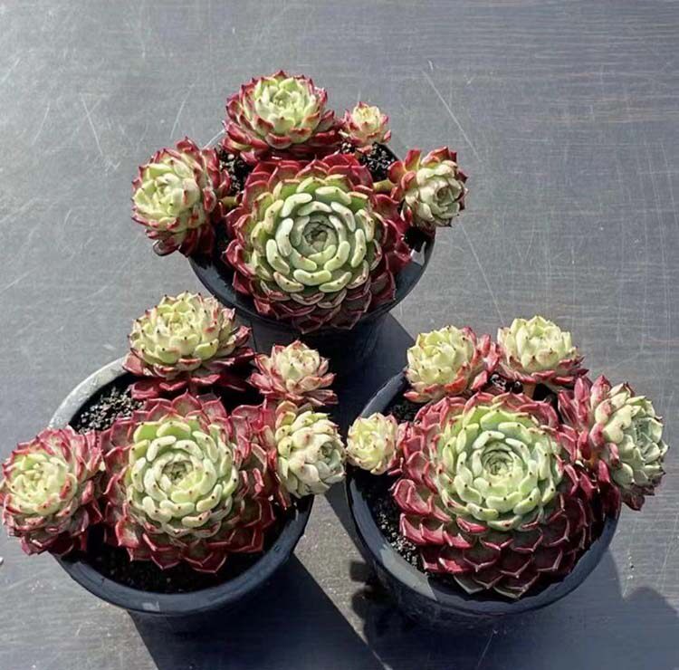 沙罗牡丹多肉植物韩国进口老桩手捧花一物一拍多肉植物