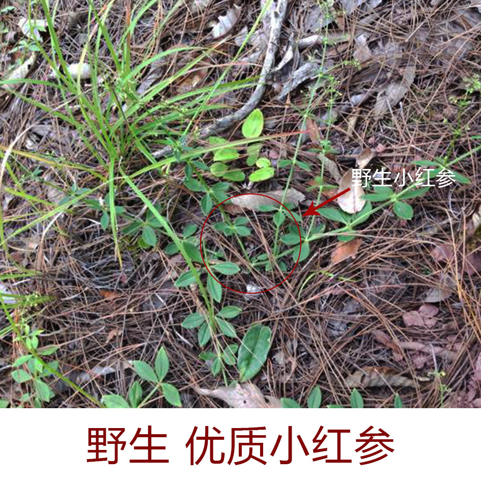 小红云南参滇紫参彝家特产100克采挖自哀深山其他药食同源食品