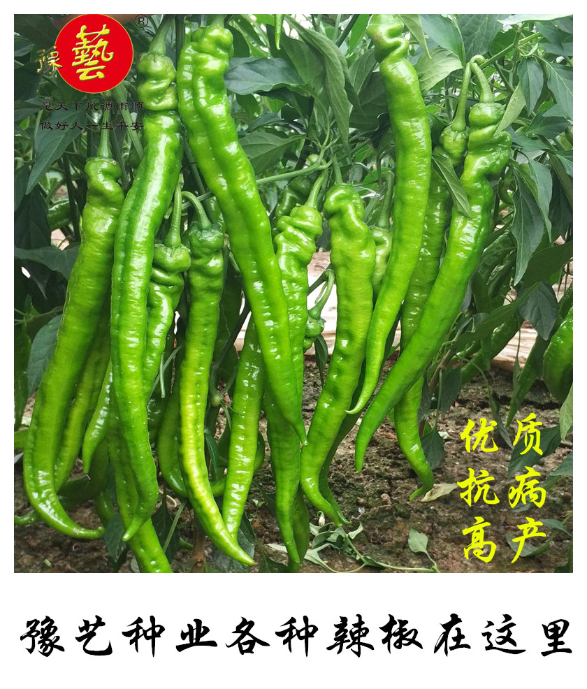 辣椒种子豫艺种业泡椒尖椒螺丝椒甜椒条椒港抗病早熟辣椒厂家直销