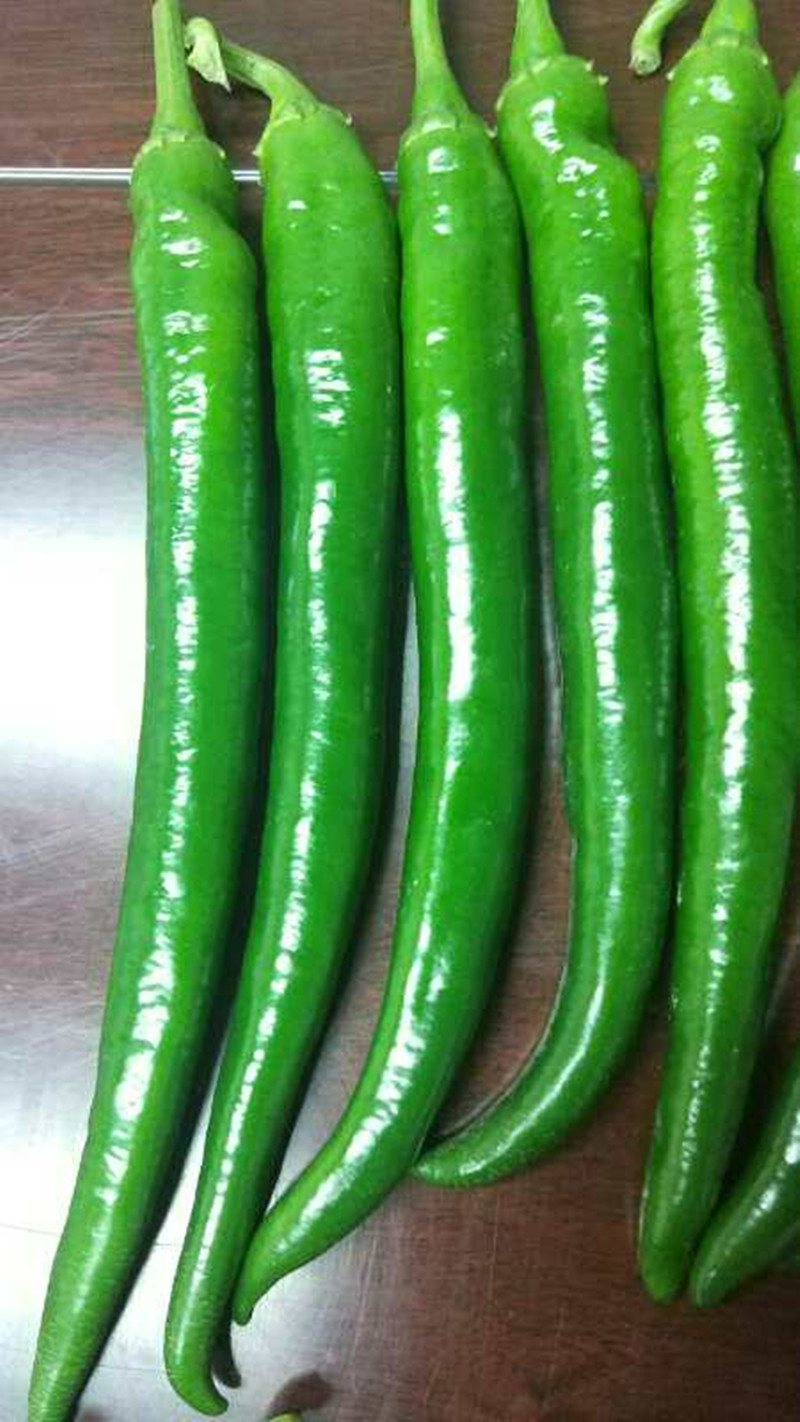 椒之玉二号辣椒种子豫艺种业高辣辣椒顺直光滑无渣1000粒厂家直销