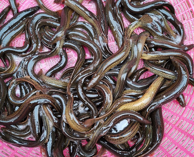 黑龙江 野生冷水鲜活冰鲜速冻泥鳅鱼 大泥鳅鱼 满三斤包邮