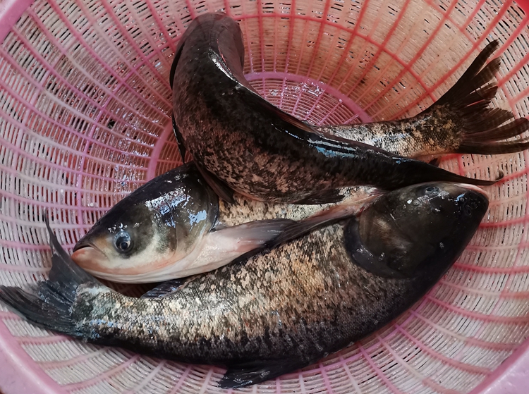 抚远特产冷水大胖头鱼整条鲢鳙鱼花鲢鱼淡水鱼类