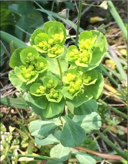 新鲜野生现挖大棵猫眼草整棵带根大棵五朵云500克霜打干品泽漆