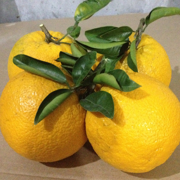 水果正宗温岭岭高玉环广柑台州特产新鲜当季橙