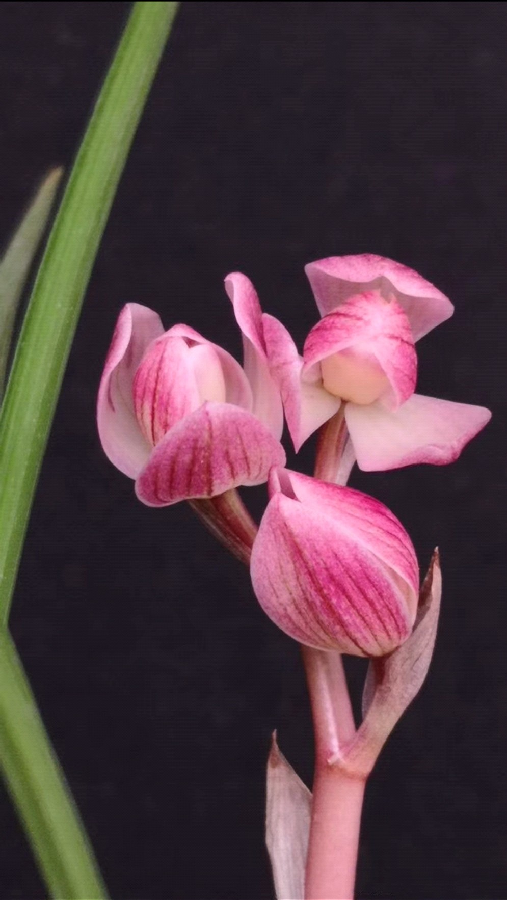兰花花苗莲瓣粉荷云南自然老种浓香绿植花卉时令草本花卉