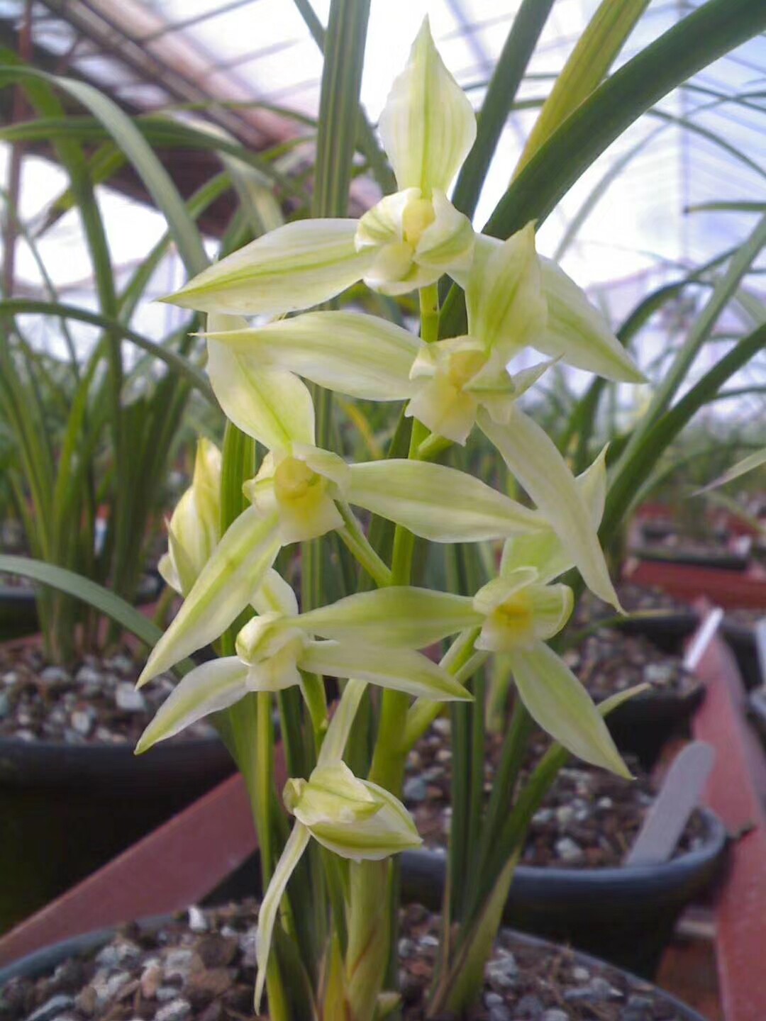 兰花花苗春剑银丝雪玉包邮四川名品盆景浓香花卉