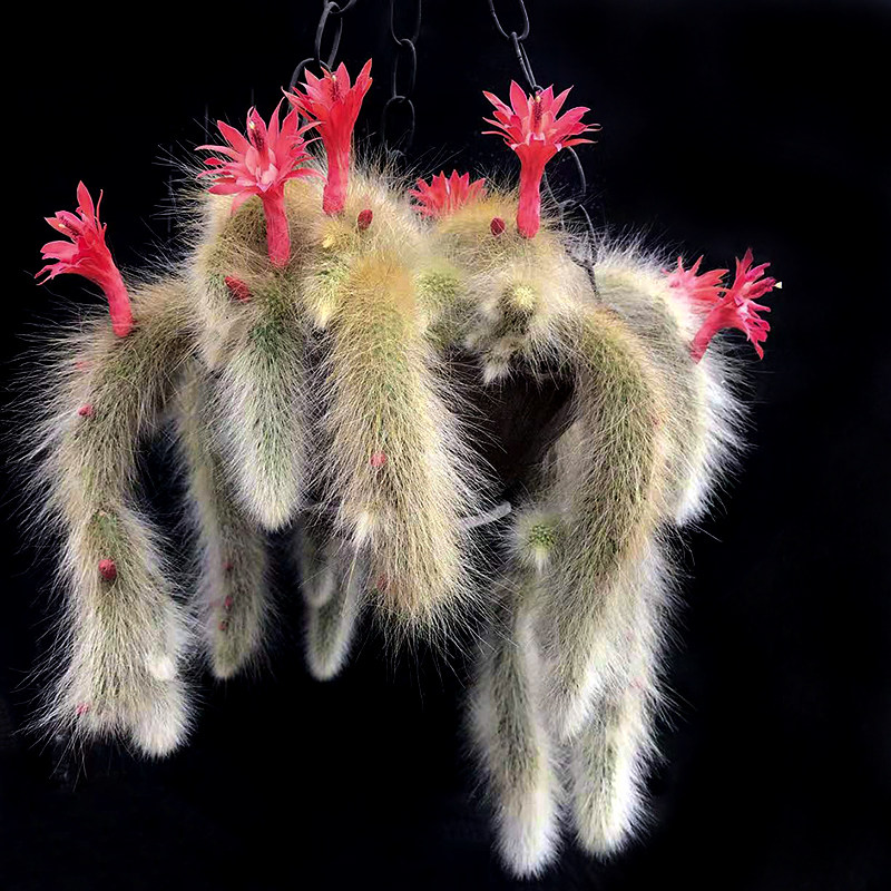 植物猴尾仙人掌盆栽长毛奇趣垂吊软毛尾巴开花多肉植物