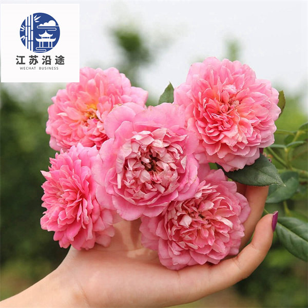 藤本月季法国礼服蔷薇花苗大花浓香花卉爬藤植物花卉