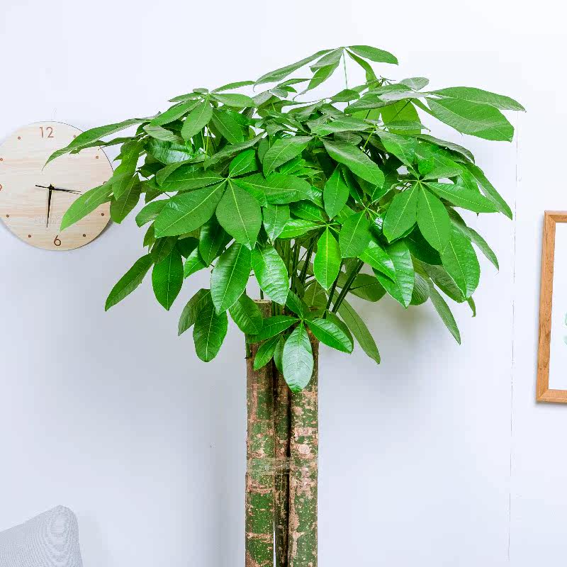 三杆平头发财树盆栽室内植物面板变形汶瑞机械绿植