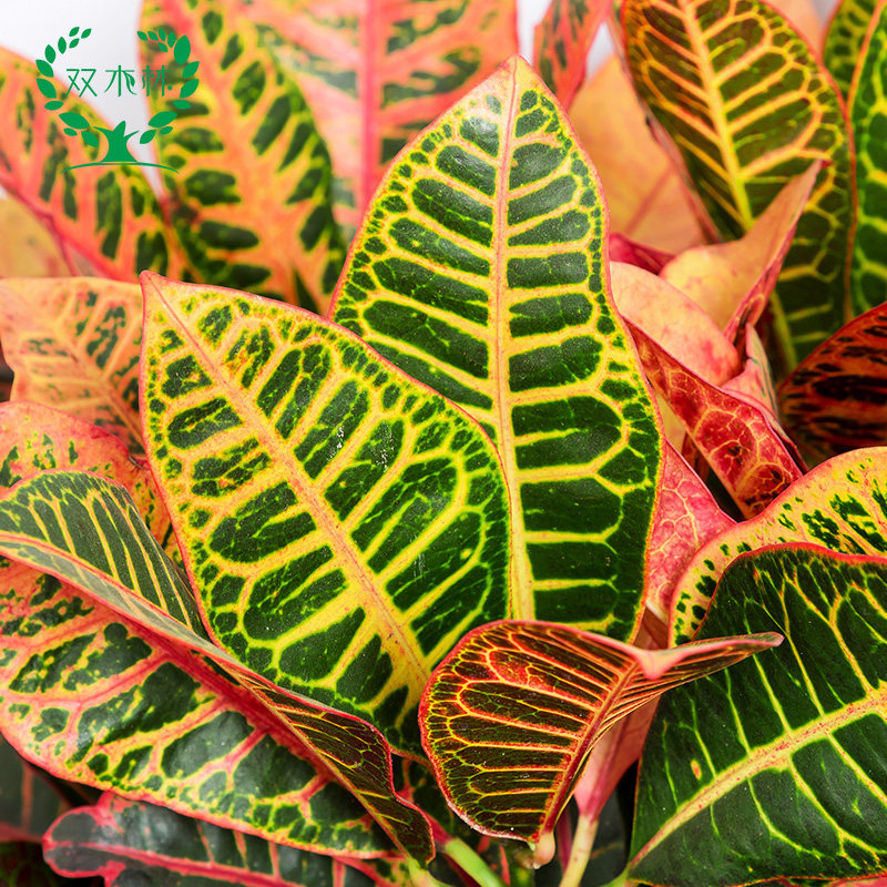 变叶盆栽彩叶盆景办公室阳台绿植观赏室内外造景大型绿植