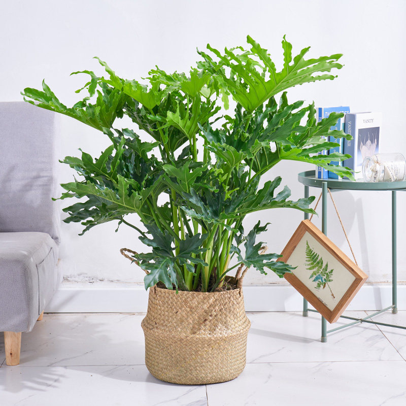 春羽盆栽龟背羽叶室内植物装饰家居布景净化空气甲醛大型绿植