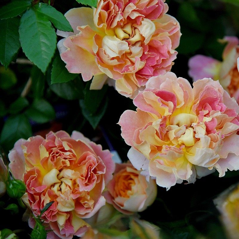 芳芳家南瓜灯笼法国新品月季灌木季节开花盆栽花卉