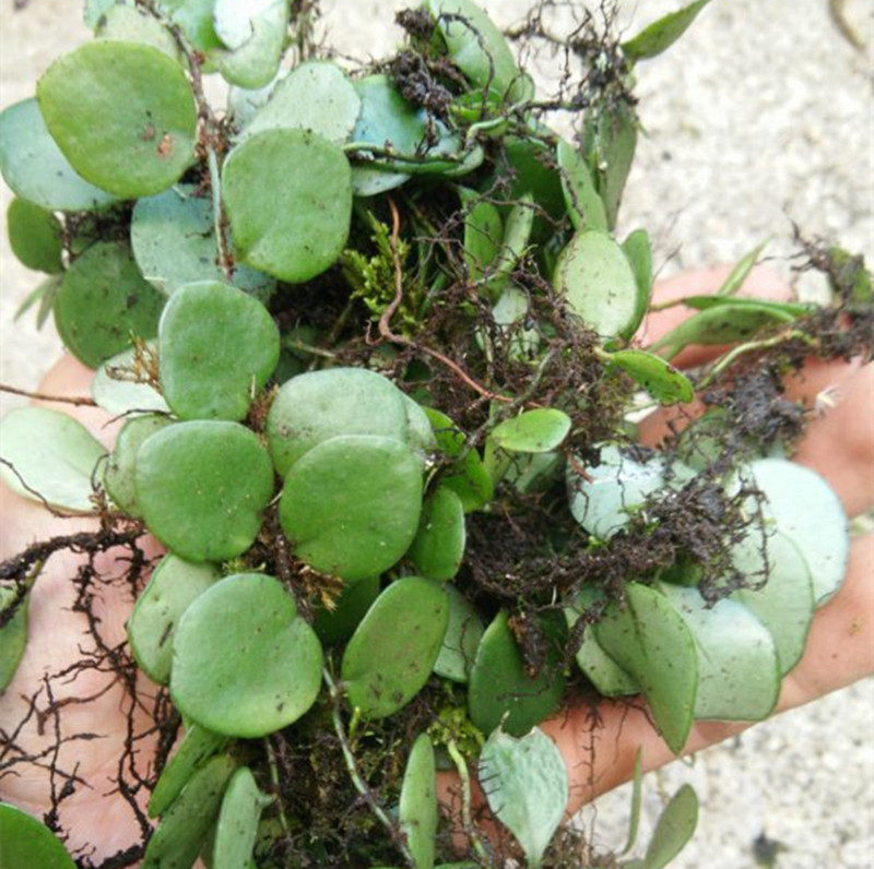 中药材抱石莲 抱石连 抱树莲 瓜子菜金龟藤瓜米菜飞莲草500克新货