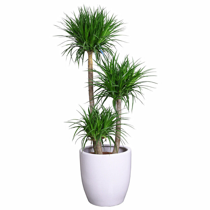 大型步步高龙血盆栽绿植办公办公室室内客厅绿化大型绿植