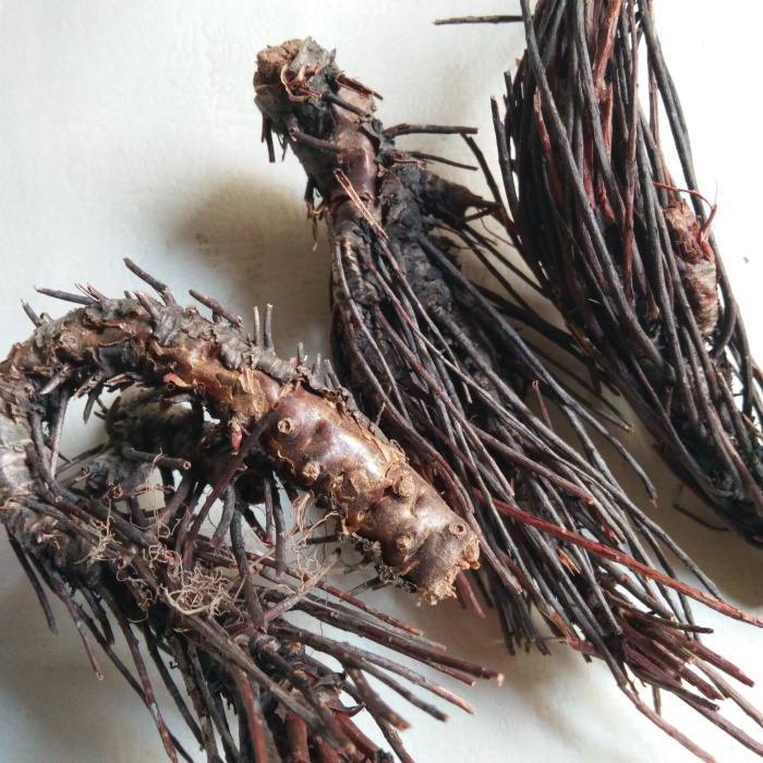 凤尾景天药材500克凤凰小丛包邮其他药食同源食品