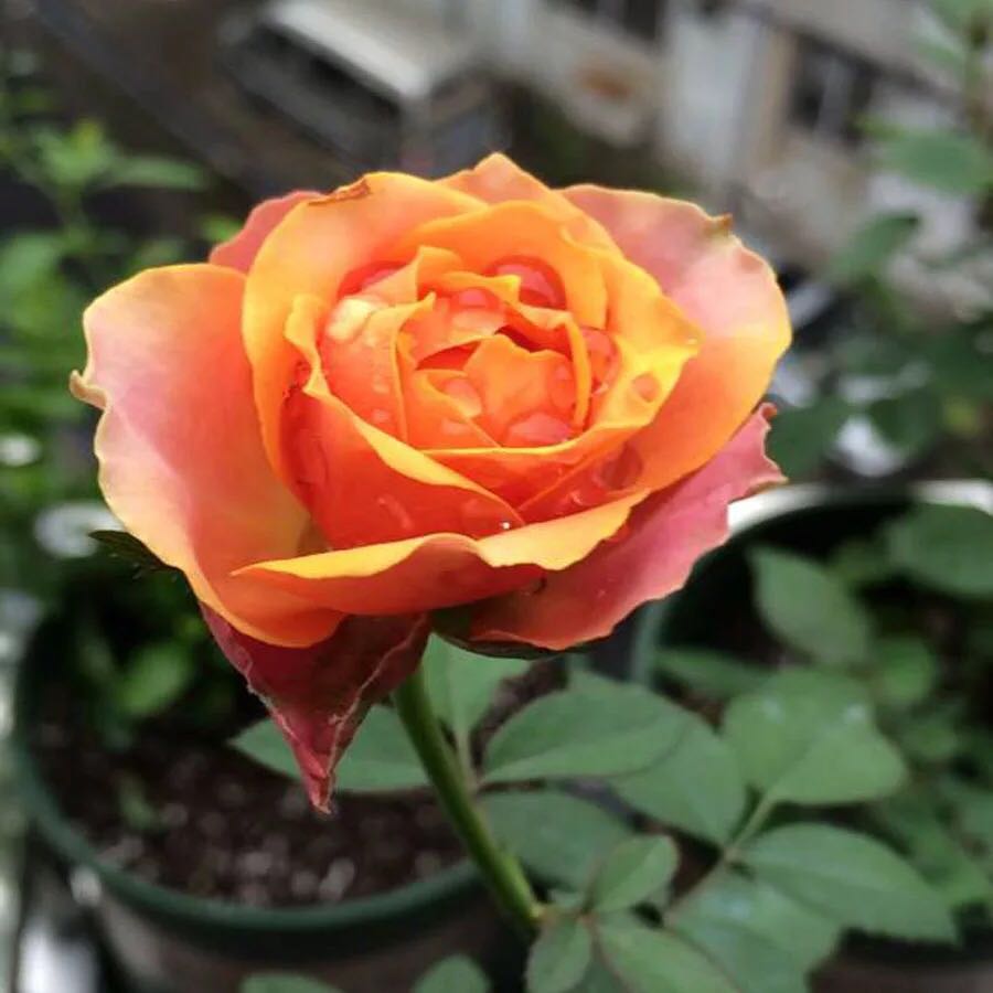 欧月永远远的那不勒斯精品复古古色微月勤花月季时令草本花卉