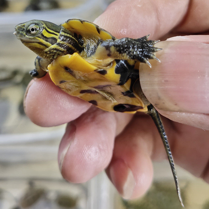 龟苗乌龟活物日本石龟杂日石杂花日花草宠物网红龟