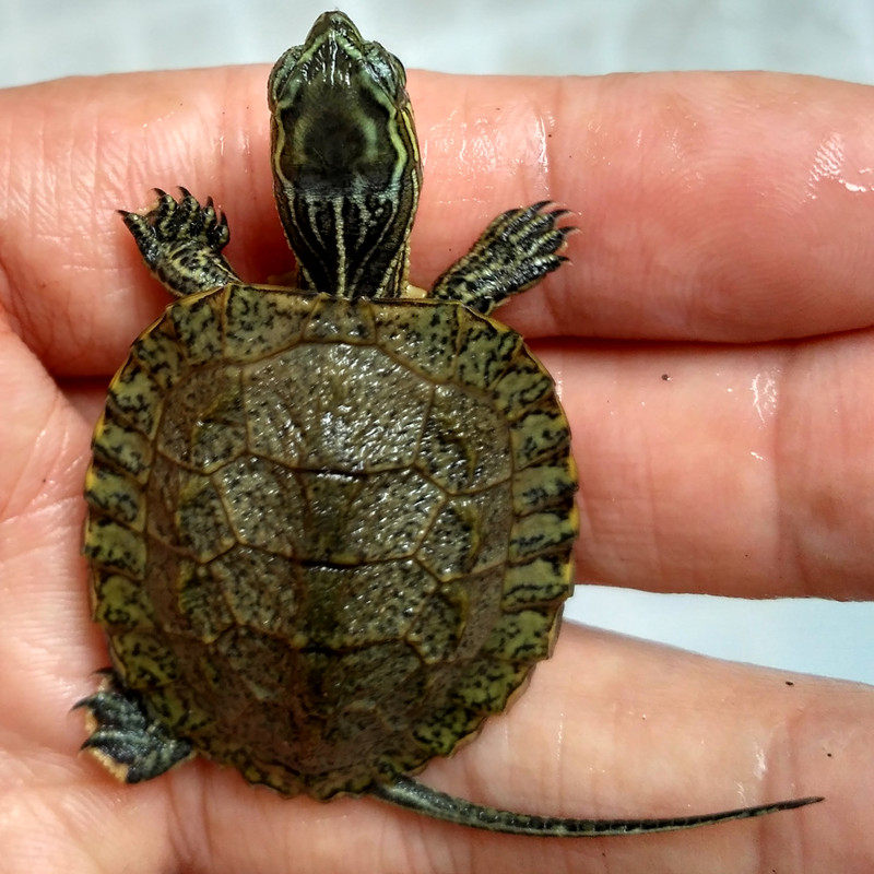 乌龟日本石龟杂花龟花苗活体冷水外塘草龟宠物龟