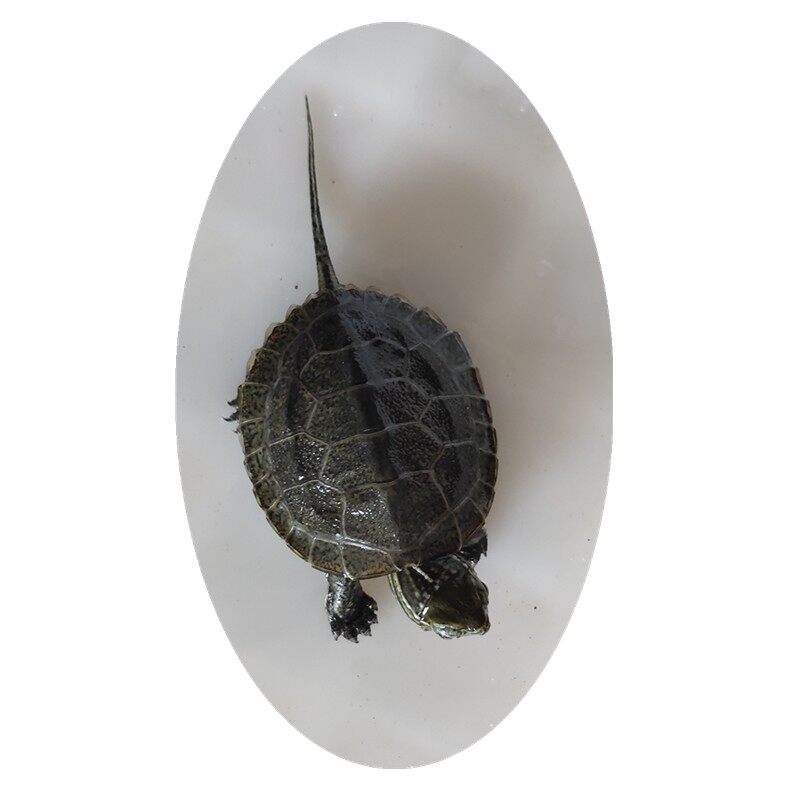 活物乌龟日本石龟杂花草日石杂花龟外冷水宠物龟