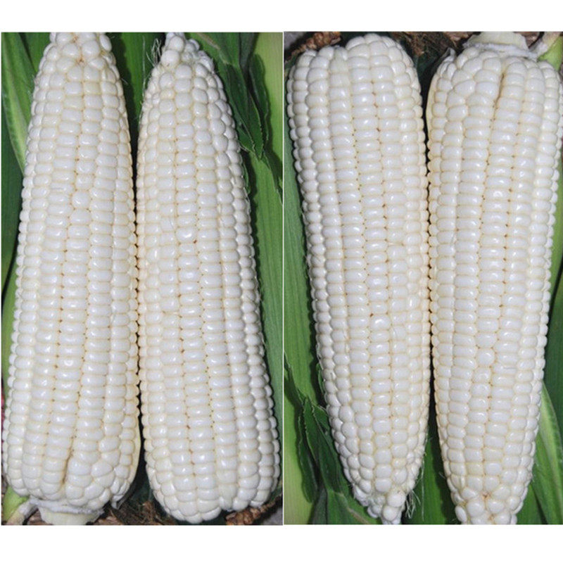 京科糯2000燕禾金2000白糯玉米种子大棒甜糯皮薄轴细口感好审定籽